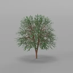 Maple  Tree