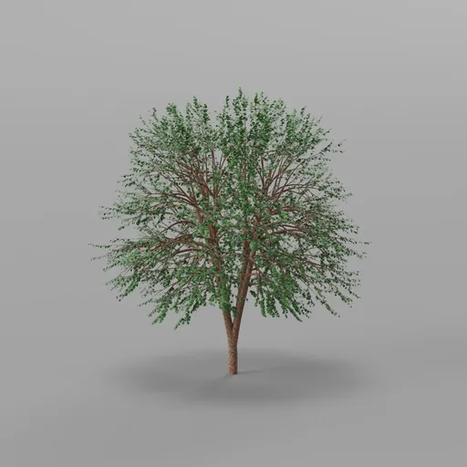 Maple  Tree