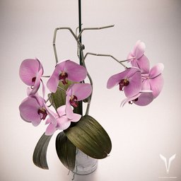 Orchid phalaenopsis pink