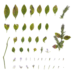 Justicia procumbens Atlas