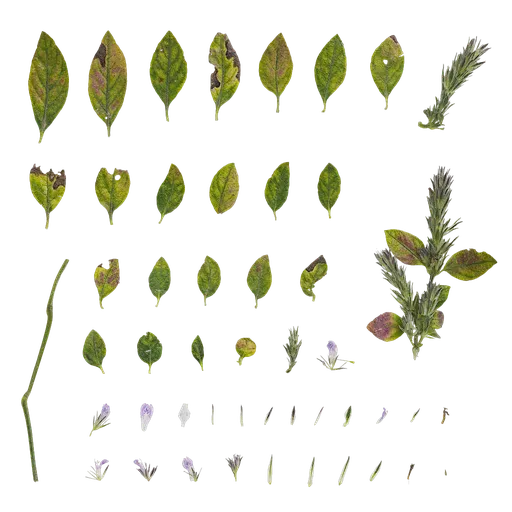 Justicia procumbens Atlas