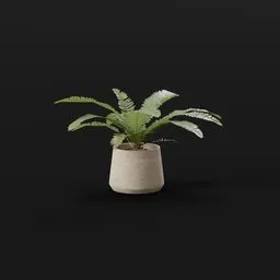 Generic Fern Med Potted