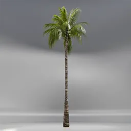 Coconut Tree Rigged and Animated