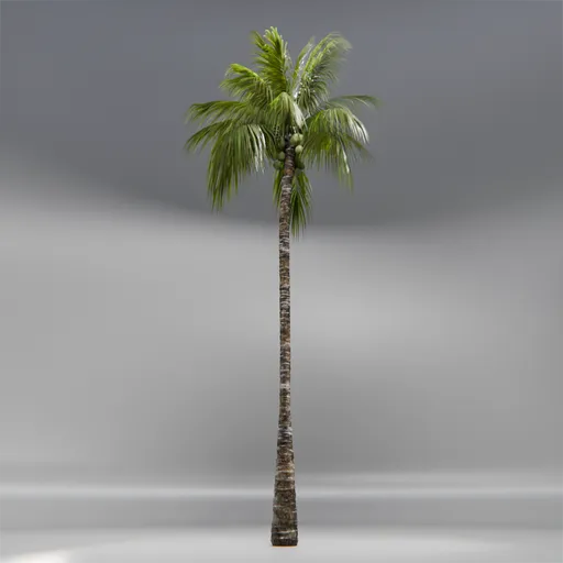 Coconut Tree Rigged and Animated