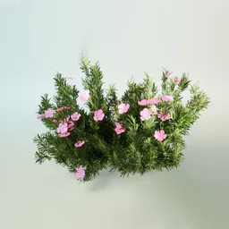 Detailed Blender 3D model of flowering Phlox subulata with dark green foliage for garden scenes.