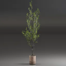 Indoor Plant Olive