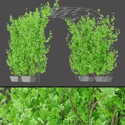 Potted Garden Arch