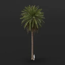 Date Palm Tree Large