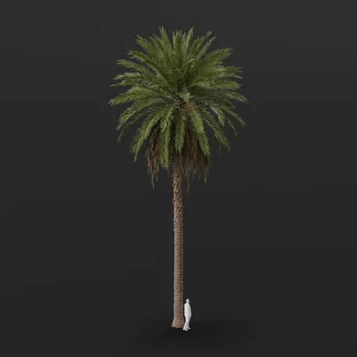 Date Palm Tree Large