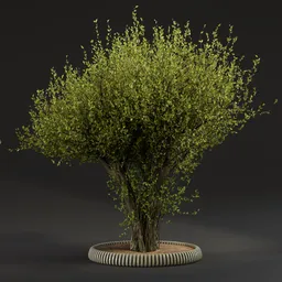 Detailed 3D model of a lush garden tree with realistic leaves and trunk, compatible with Blender Cycles rendering.