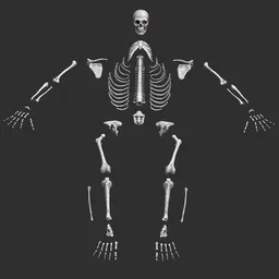 Human male skeleton bones