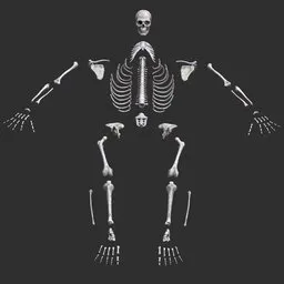 Human male skeleton bones