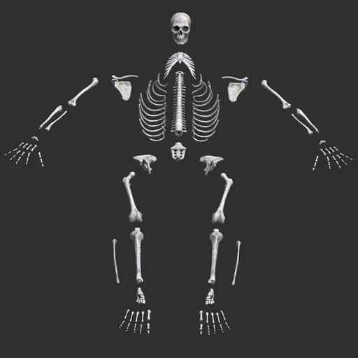 Human male skeleton bones