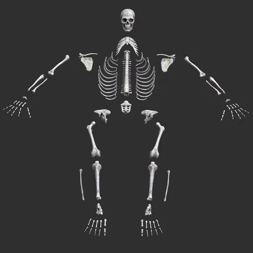 Human male skeleton bones