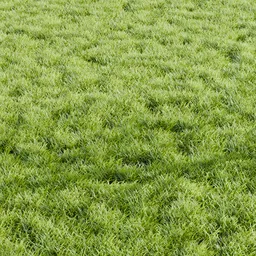 Grass