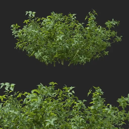 simple bush