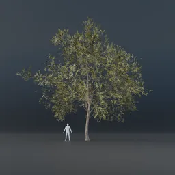 Oak Tree - Thin Trunk (Spring)