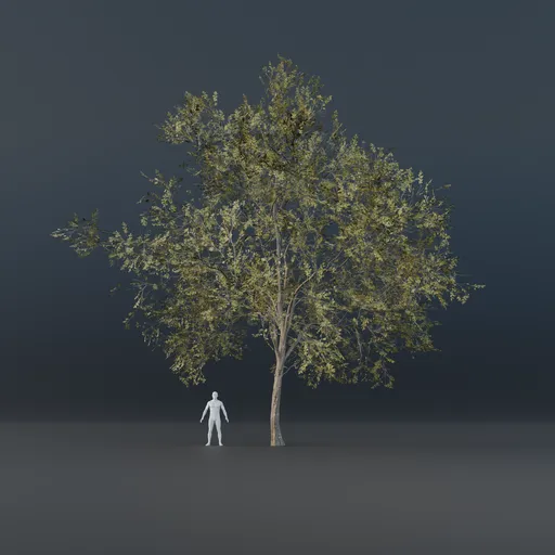 Oak Tree - Thin Trunk (Spring)