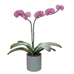 Realistic Phalaenopsis Orchid Flower