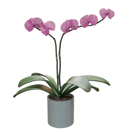 Realistic Phalaenopsis Orchid Flower