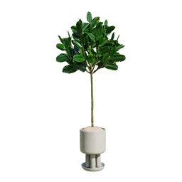 Rubber Ficus Elastica Abidjan Melany