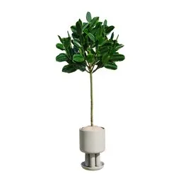 Rubber Ficus Elastica Abidjan Melany