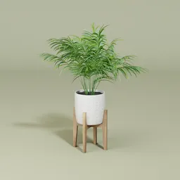 Palm plant