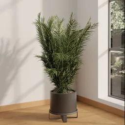 Areca Palm Corner Plant