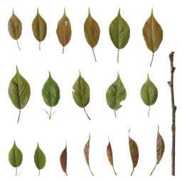 Prunus x yedoensis Leaf
