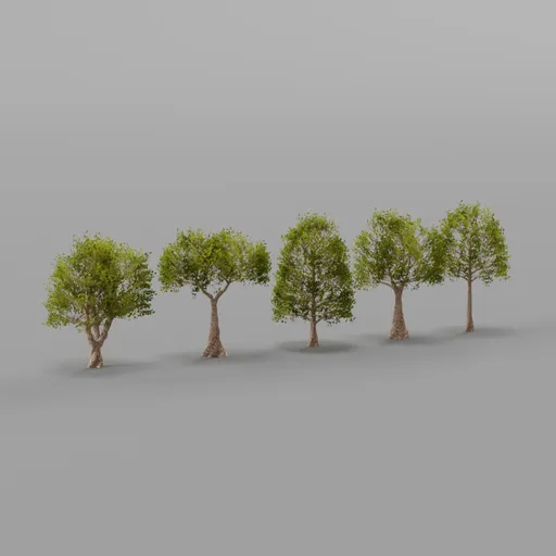 Maple Trees