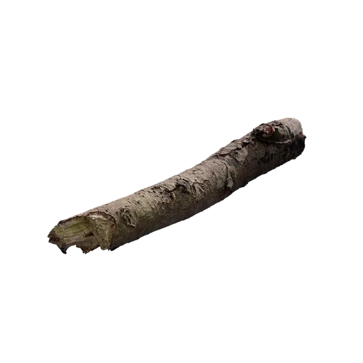 Branch