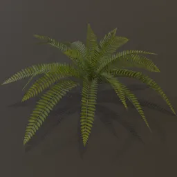 Wild Fern Medium Low