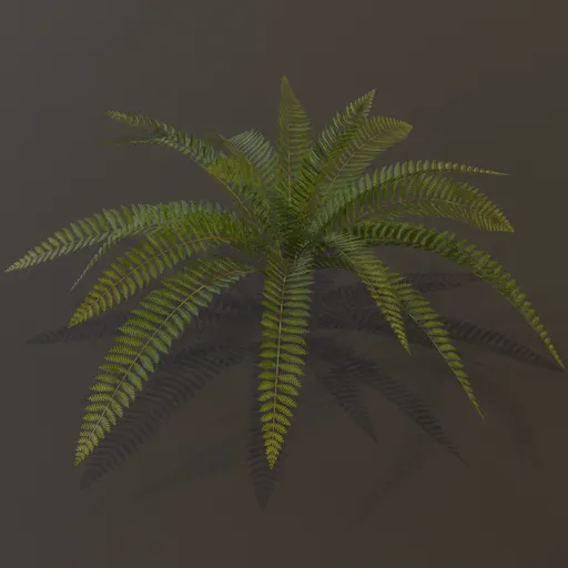 Wild Fern Medium Low