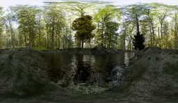 Forest Creek Reflections