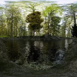 Forest Creek Reflections