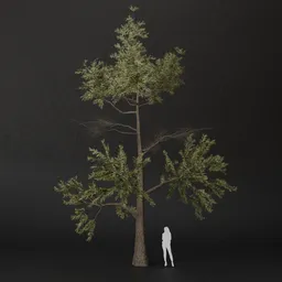 SJ-Peaceful Grove Pine Tree