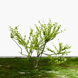 Shrub Tree