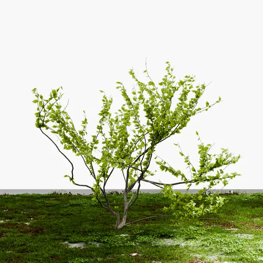 Shrub Tree