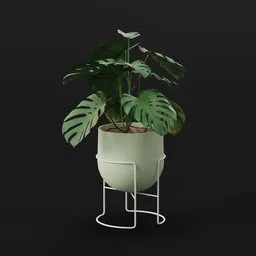 Monestera Plant Young Potted