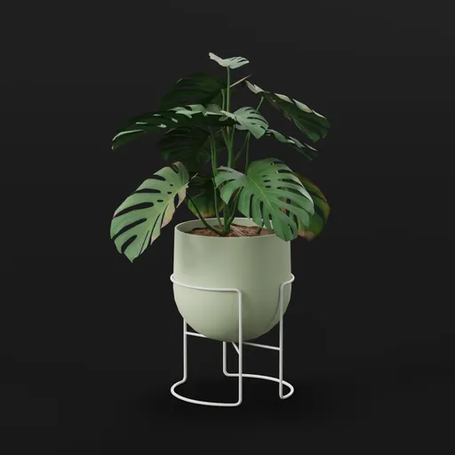 Monestera Plant Young Potted