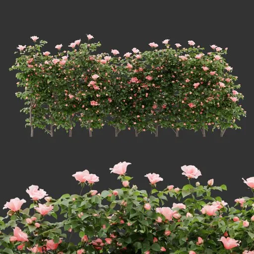 Multiple Flowering Bush Plant