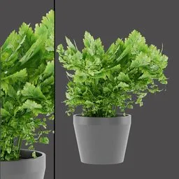 Leafy Cilantro Plant
