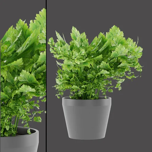 Leafy Cilantro Plant