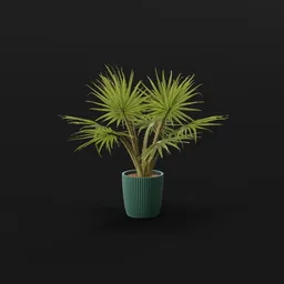 Caraday Palm Med Pot
