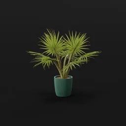 Caraday Palm Med Pot
