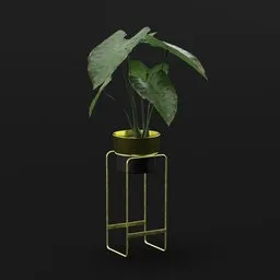 Elephant Ear Taro Young Var Potted