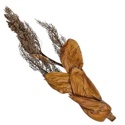 Trachycarpus fortunei Atlas