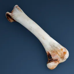 Bone Food Leftover Animal Anatomy Turkey