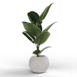 "Small Ficus 3D model rendered in Blender 3D software. Features a realistic Ficus Elastica plant in a white vase with mint leaves. Perfect for indoor nature scenes."
