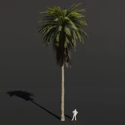 Palm Tree Large Dense